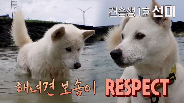 제주도 해녀견 '보솜이', 견습생 '선미'를 위한 족집게 수업 오픈! 썸네일