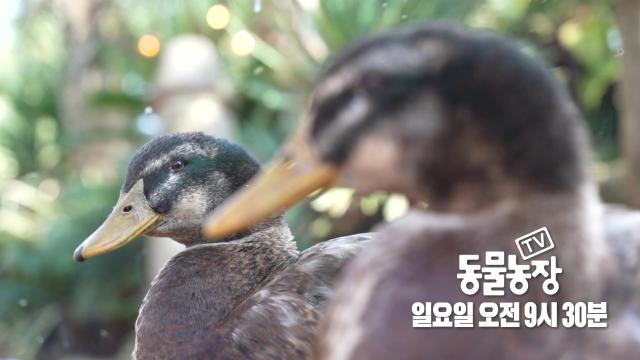 [1월 7일 예고] 365일 하루 종일 거울만 보는 오리 등장 썸네일