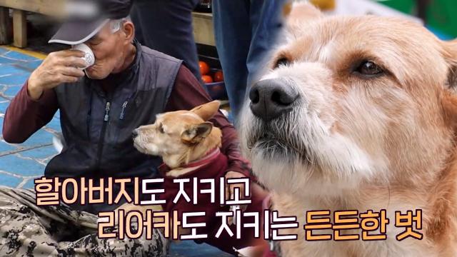 할아버지의 든든한 벗, 리어카 경비견 '진이' 썸네일