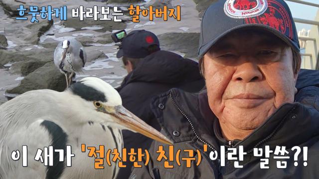 한강 공원에서 야생 왜가리 기다리는 할아버지 썸네일