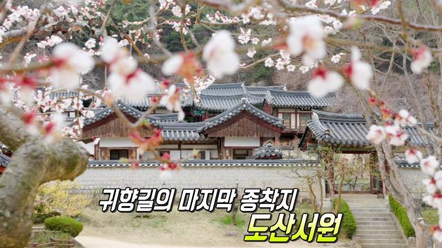 400여 년의 역사! 봄꽃으로 무장한 '도산서원'