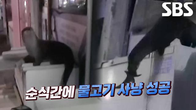 도심에 나타난 횟집 물고기 털이범, 괴도 수달 썸네일