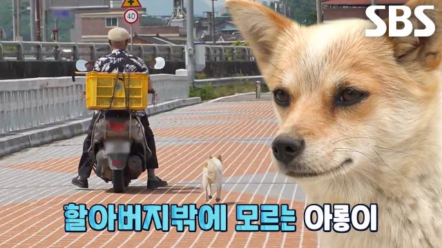 한순간도 할아버지 놓치지 않는 껌딱지, '아롱이' 썸네일