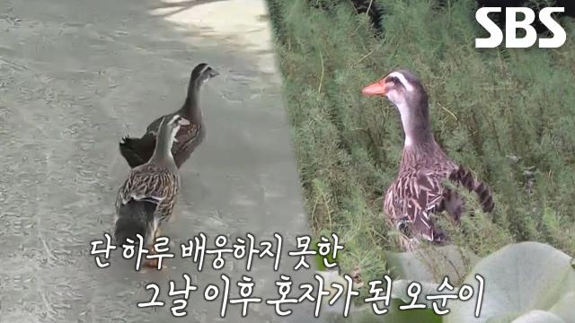 할아버지와 '오순이x오돌이'의 동화 같은 첫 만남 이야기 썸네일