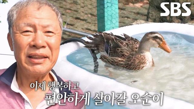 오순이를 위한 할아버지의 전용 '집·수영장' 선물★ 썸네일