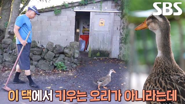 날마다 할아버지 찾아오는 정체불명 오리의 정체, '오순이' 썸네일