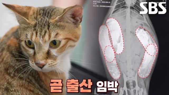 오둥이의 예비 엄마가 된 고양이, '애기' 썸네일