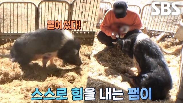 팸이, 걸을 수 있다는 희망 가지며 재활 운동 시작!