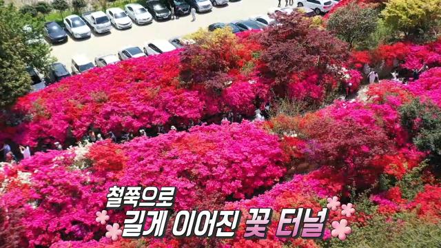 지친 마음 달래주는 봄날의 성지 ‘꽃동산’ 강진 여행↗