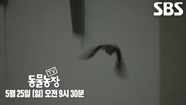[5월 25일 예고] 세상 향해 나아가기 위한 ‘수리부엉이’ 형제의 이소 현장 대공개★