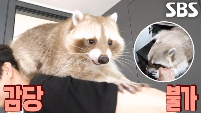 20kg 거구의 사고뭉치 라쿤 ‘춘식이’ 등장★