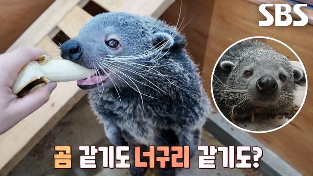 달달한 팝콘 냄새 풍기는 곰고양이 빈투롱 '코니' 썸네일