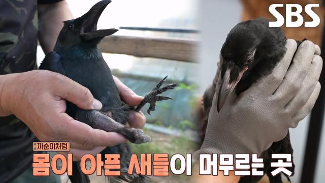 까순이의 행복 위한 새로운 보금자리 마련↗
