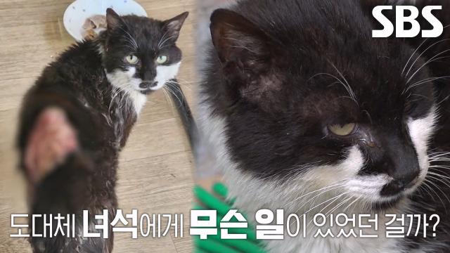 등에 깊은 상처 입은 길고양이의 정체, ‘칙’