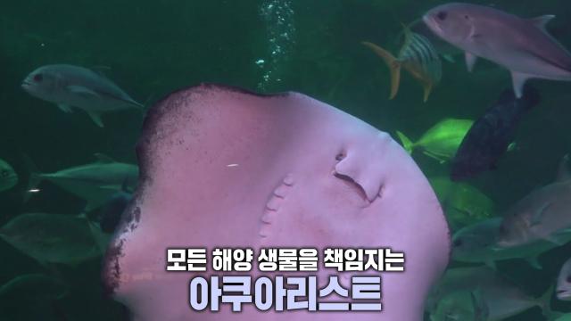 해양 생물과 교감하는 직업 ‘아쿠아리스트’