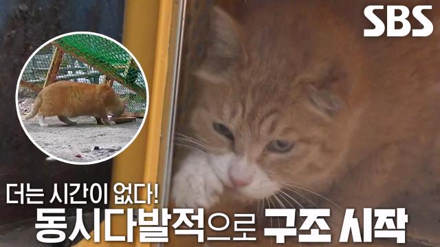 동물보호단체, 남겨진 고양이들 위한 합동 구조 작전 개시!