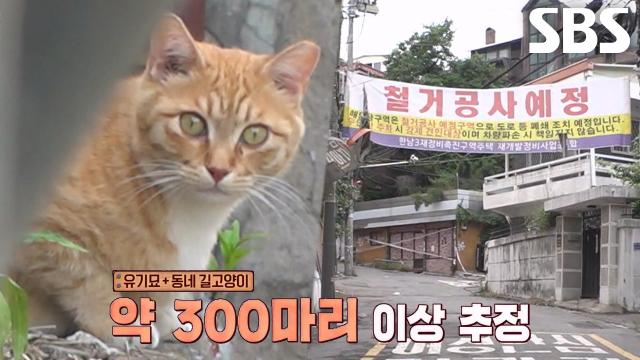 재개발 사업으로 인해 거리에 홀로 남겨진 고양이들↘ 