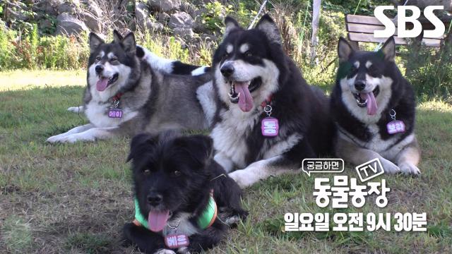 [7월 27일 예고] 텃세 심한 맬러뮤트 집에 살게 된 ‘베르’의 고군분투 하숙 생활기 대공개★