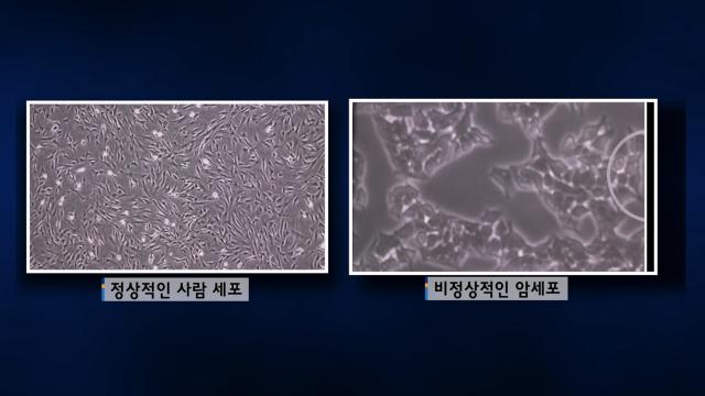 진화 핵심 이론과 돌연변이의 연관성 썸네일
