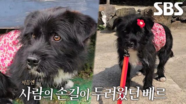맬러뮤트 대가족과 함께 살게 된 ‘베르’의 가슴 아픈 사연↘ 