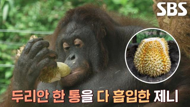 오랑우탄 ‘제니’의 첫 두리안 시식 도전기!
