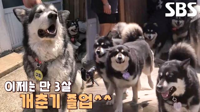 의젓한 모습으로 성장한 맬러뮤트 대가족 근황 공개★
