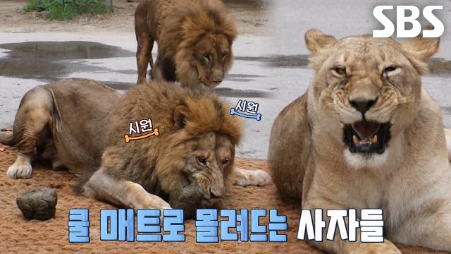 쿨 매트×코끼리 똥으로 더위 달래는 사자들의 여름 피서★
