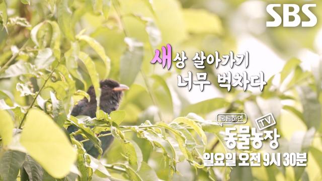 [8월 3일 예고] 갑작스레 집 쫓겨난 ‘파랑새’의 힘겨운 수난 시대 대공개↗