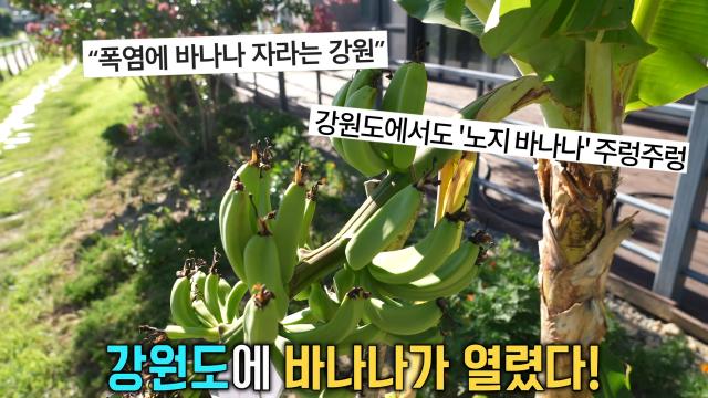 강원도에 주렁주렁 열린 ‘노지 바나나’