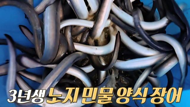 산에서 깨끗한 지하수로 키운 노지 민물 양식 장어!