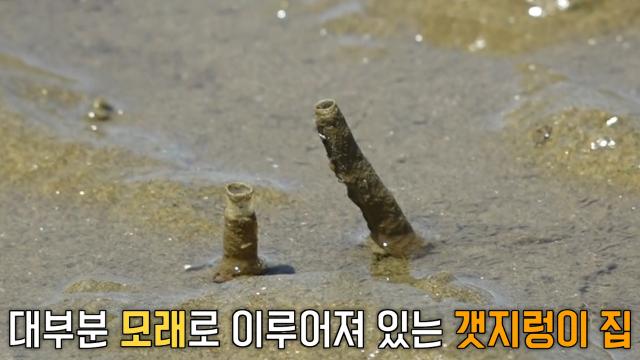 서해 갯벌 뒤덮은 ‘갯지렁이 집’ 만들어지는 과정★