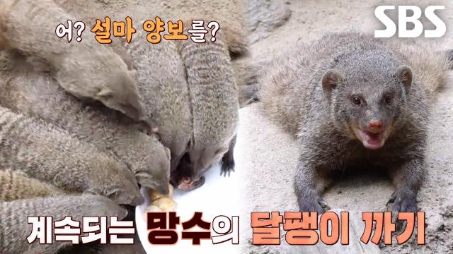 ‘뭉구스계 일타강사’ 망수, 달팽이 먹는 법 전수하며 뽐내는 리더의 모습↗