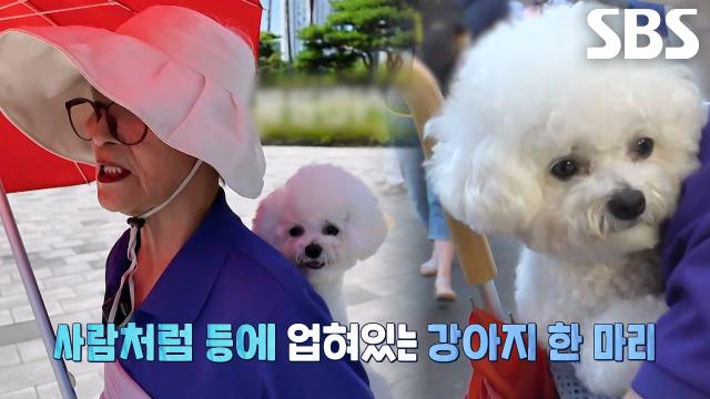 할머니 등에 업혀 다니는 강아지의 정체, ‘영배’