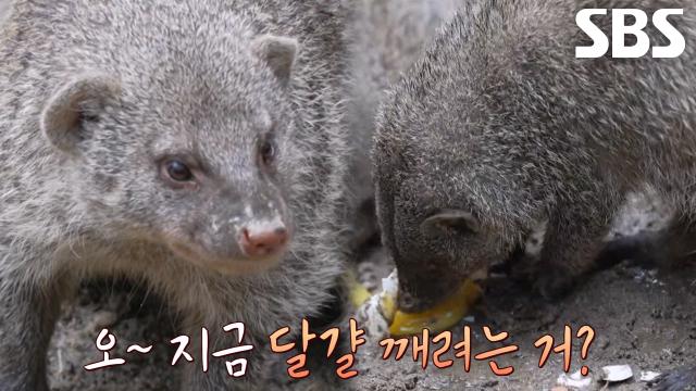 줄무늬몽구스 리더 ‘망수’의 놀라운 똘똘함 공개★