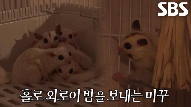 무리 사이에서 홀로 외로운 밤 보내는 ‘미꾸’의 사연