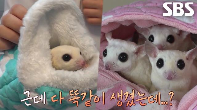 엄청난 귀여움 자랑하는 ‘슈가글라이더’ 대가족 공개★
