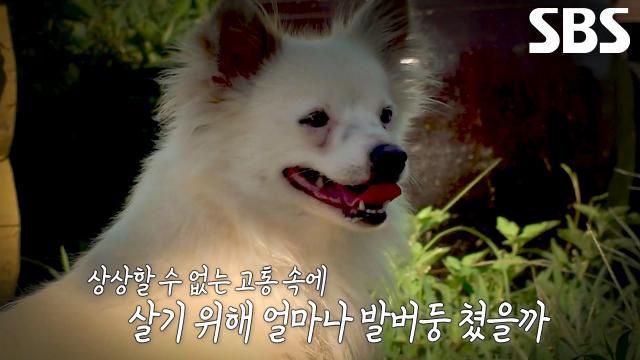 '두 다리 견' 흰둥이, 두 다리로만 생활하게 된 원인 썸네일