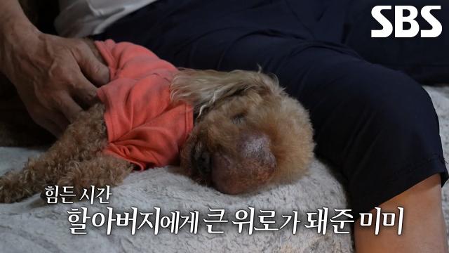 12년째 할아버지 곁 지키는 큰 위로의 존재 ‘미미’