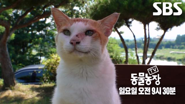 [8월 24일 예고] 옆집으로 탈출하는 집념의 출가 냥이단♥