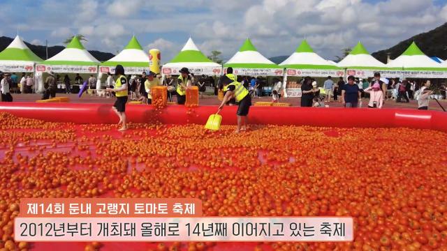 다양한 이벤트 즐길 수 있는 둔내 고랭지 토마토 축제★