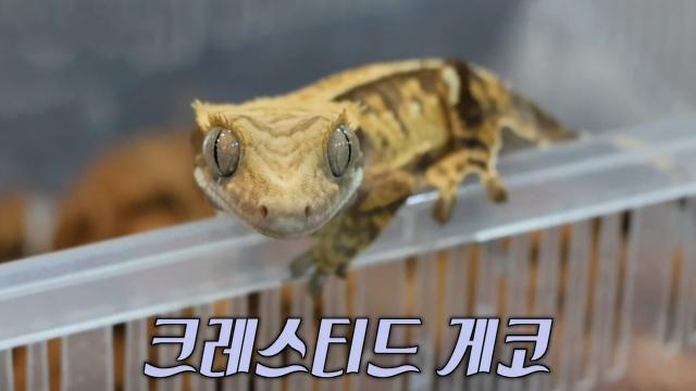 연 매출 70억 원! '덕질'로 시작된 파충류 분양사업가★