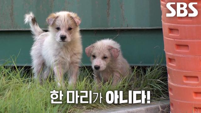 경찰서에 찾아온 흰둥이와 새끼 강아지들