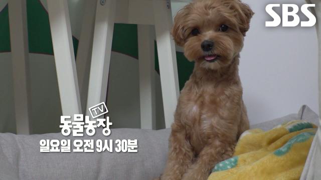 [8월 31일 예고] 멈출 수 없는 ‘주세요 중독’에 빠진 강아지 동동이♥