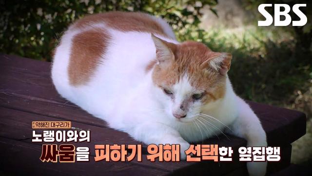 대구리×고양이들, 집단 가출의 원인!