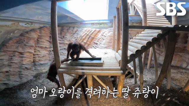 ‘딸’ 쥬랑이, 아픈 ‘엄마’ 오랑이 향한 따뜻한 격려♥