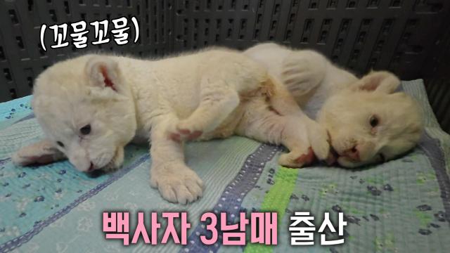 지하 사육장 벗어난 ‘백사자 부부’에게 찾아온 선물★