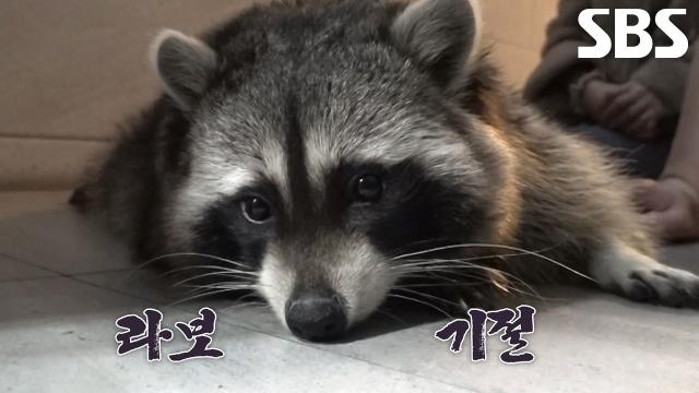 라쿤 ‘라보’의 건강 위한 심장 초음파 진행!