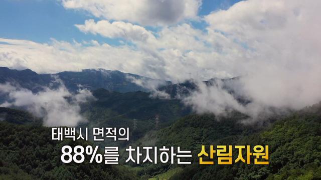 풍부한 산림자원으로 미래 이끌어가는 힘의 원천, '태백' 썸네일