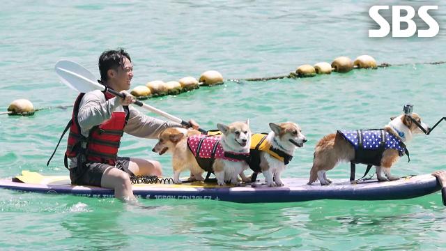 제주 바다 시원하게 즐기는 코기 패밀리↗
