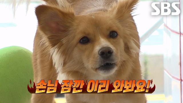 손님 위에 있는 미용실 인턴견 ‘보리’